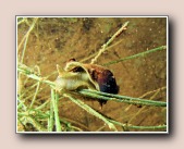 [Click to enlarge image]